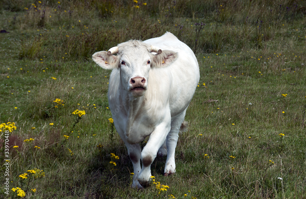 Naklejka premium white cow