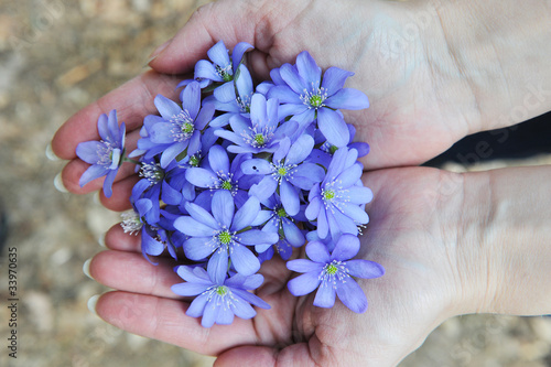 Blossoming hepatica