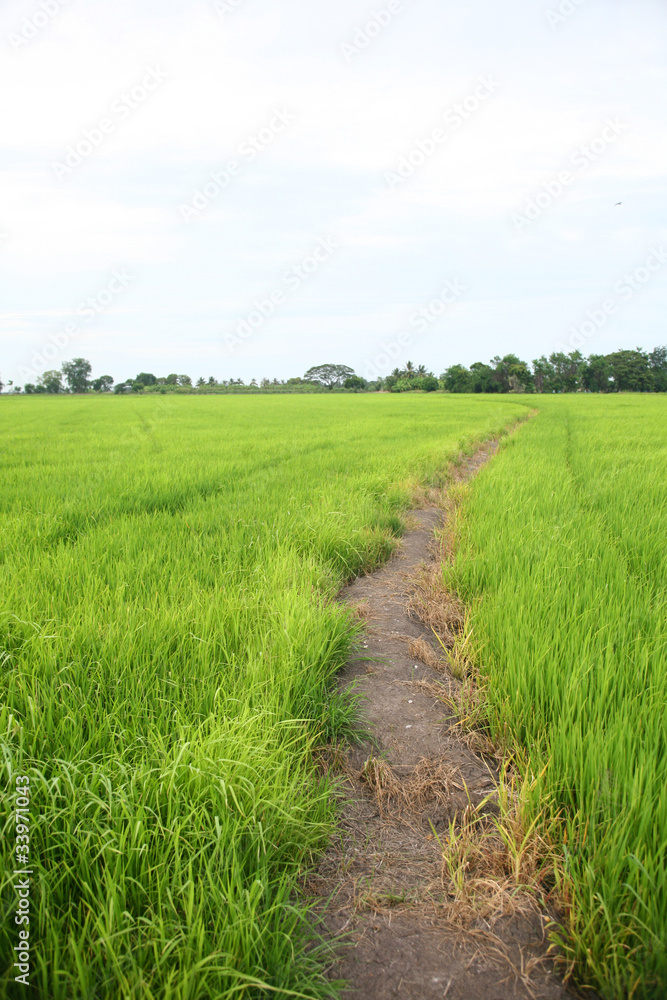 green farm rice.