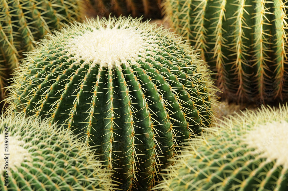 cactus cactus