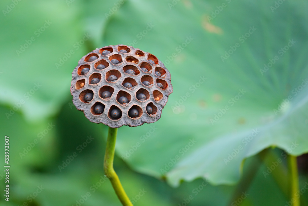 Lotus Pod Lotus Pod