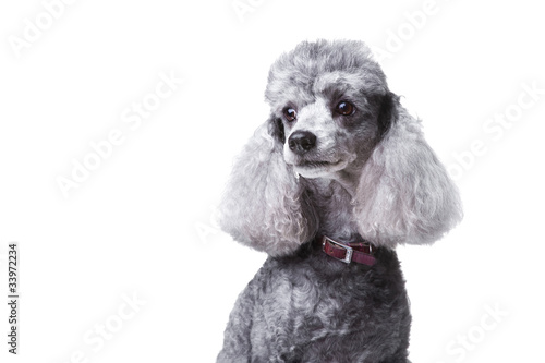 Curious gray poodle on white