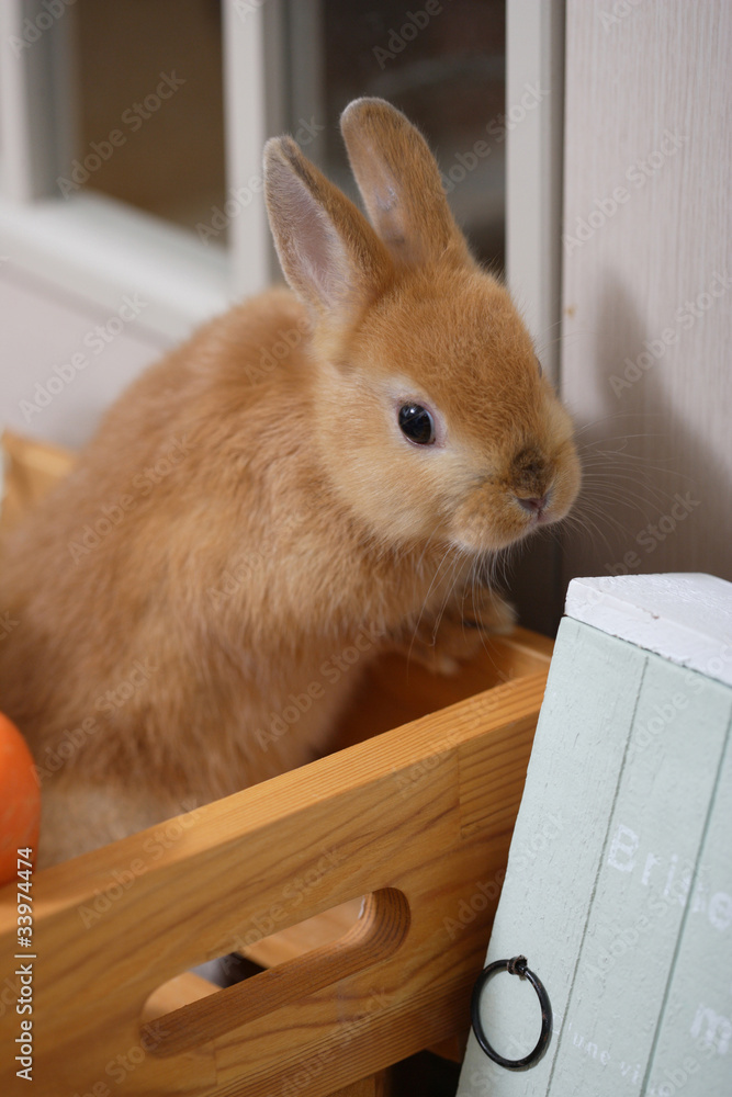 Obraz premium うさぎ