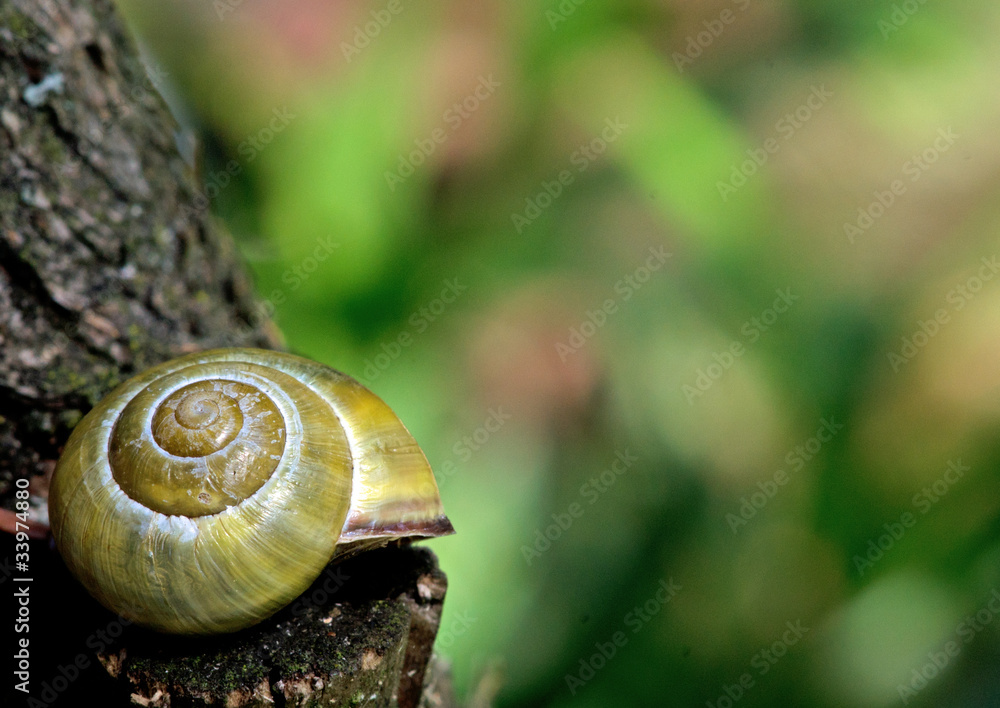 Schnecke auf einem Baum