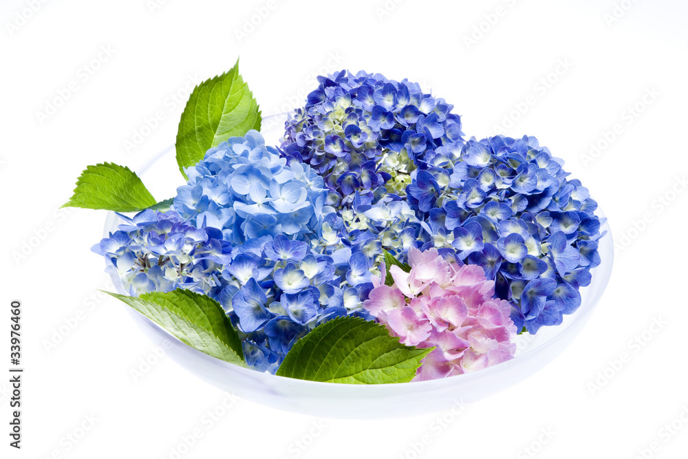 Obraz premium アジサイの花