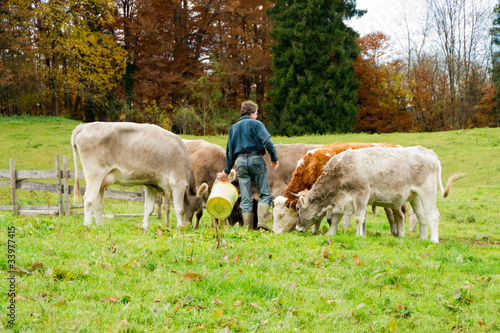 Bauer bei der Fütterung seiner Kühe photo