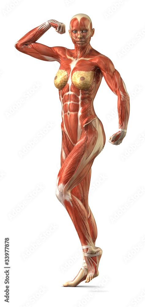 Female anterior muscular sytem anatomy in body-builder pose Female anterior muscular sytem anatomy in body-builder pose
