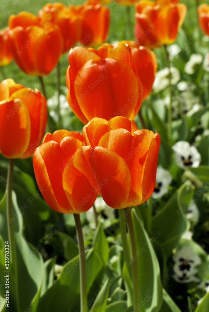 Tulips