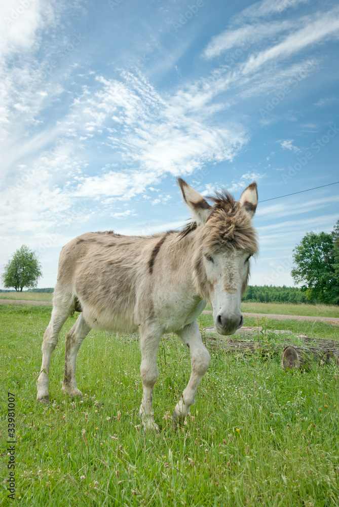 donkey donkey