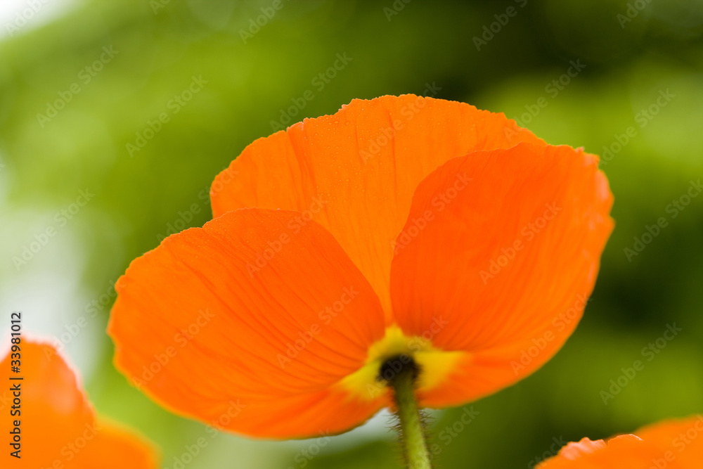 Fototapeta premium Kwiaty maku