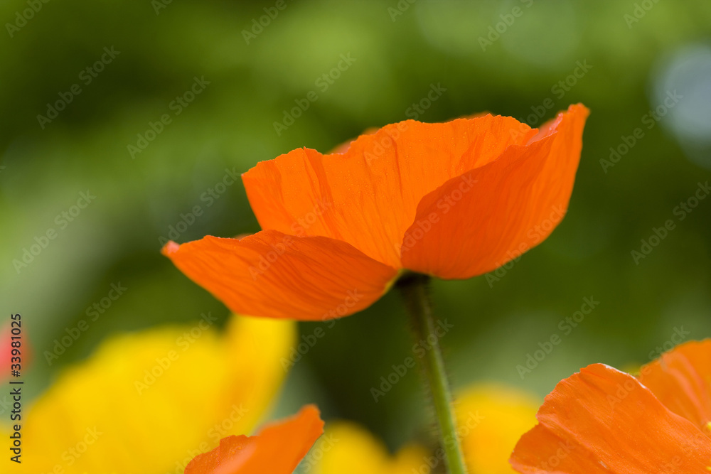 Fototapeta premium ポピーの花