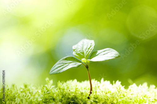 Fototapeta Naklejka Na Ścianę i Meble -  ナツツバキの苗木