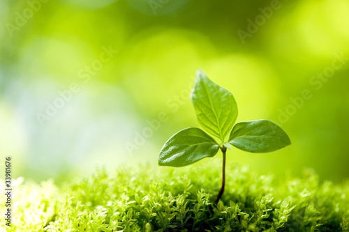 Fototapeta Naklejka Na Ścianę i Meble -  ナツツバキの苗木