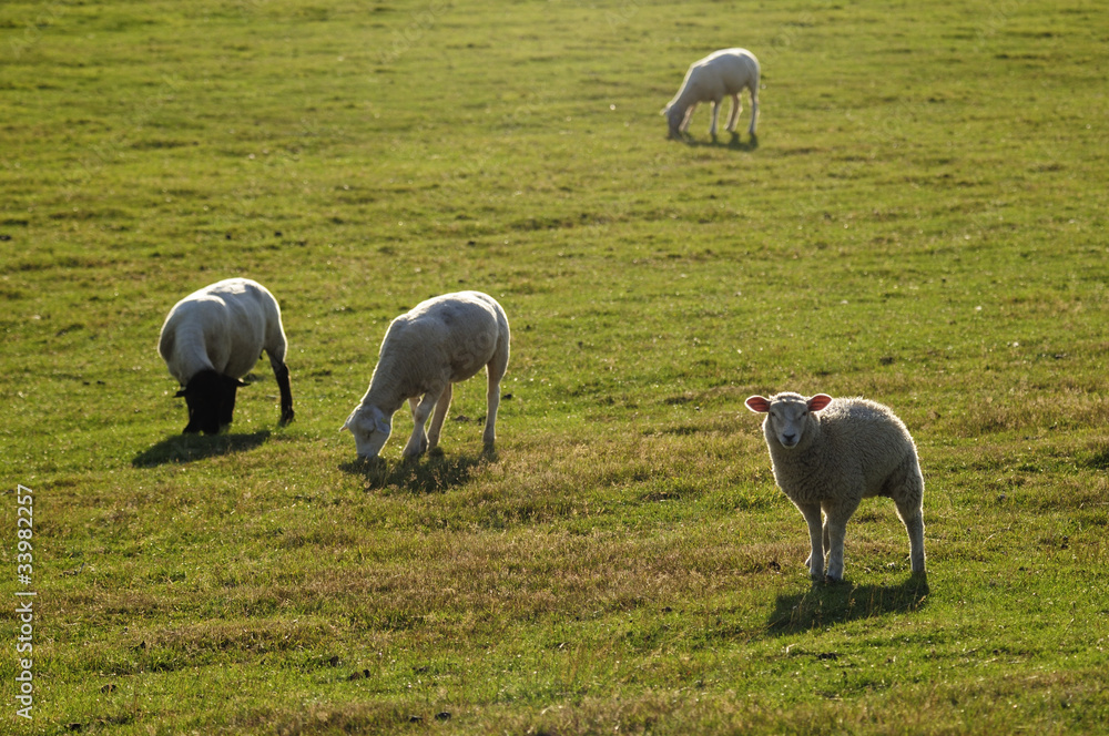 Fototapeta premium Schafe auf der Weide
