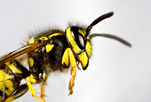 head of wasp in grey background © Gewoldi