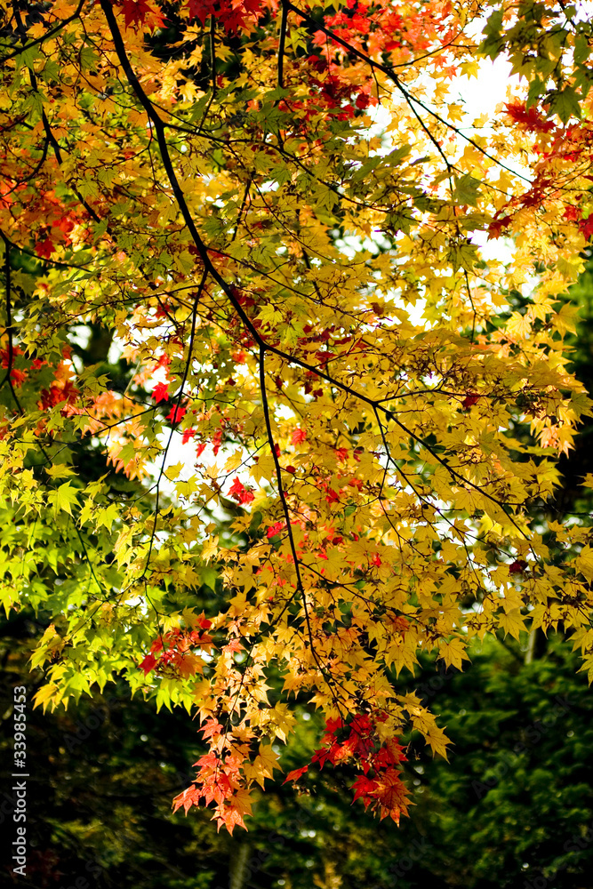 初秋の紅葉 初秋の紅葉