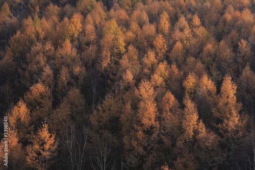 紅葉のカラマツ樹林
