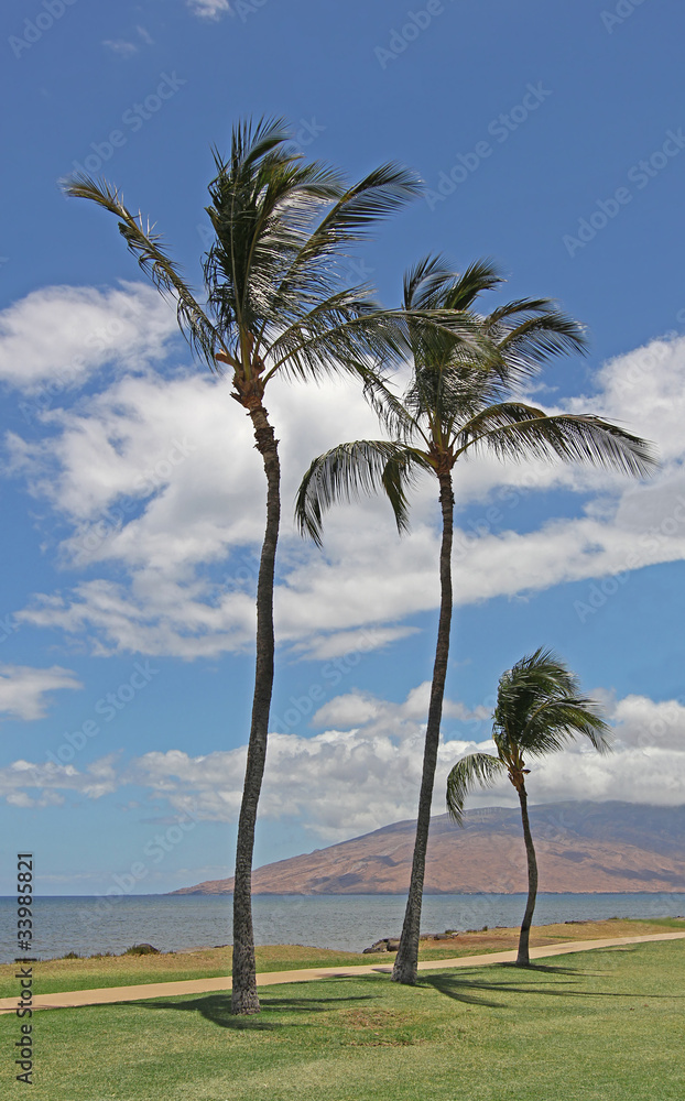 Three coconut palms overlooking Pacic Ocean in Maui, Hawaii