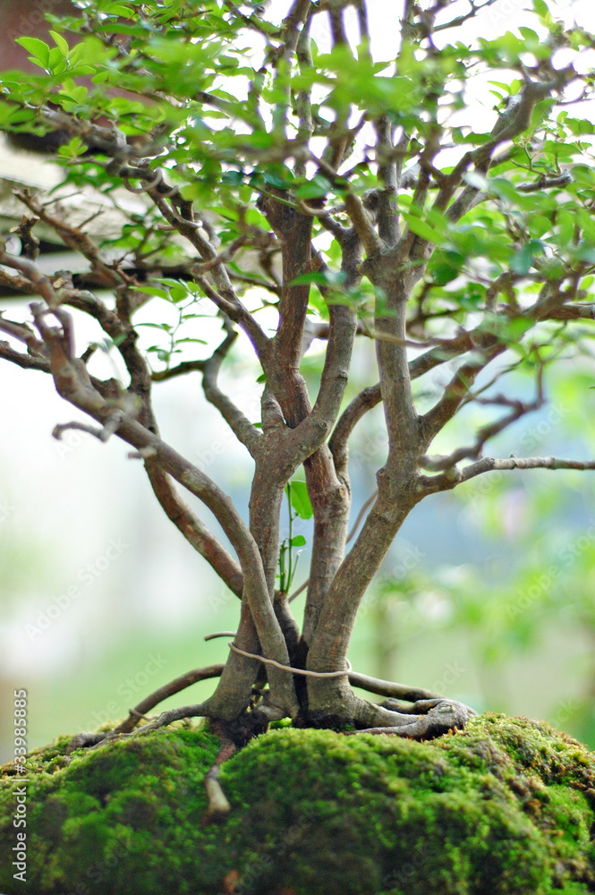 Fototapeta premium Bonsai tree