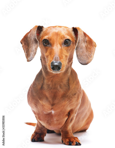 dachshund dog