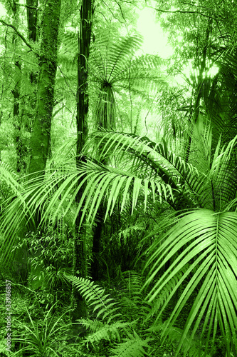 Green tropical jungle forest