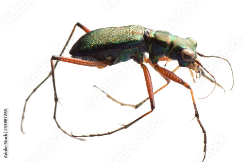 insect tiger beetle © defun