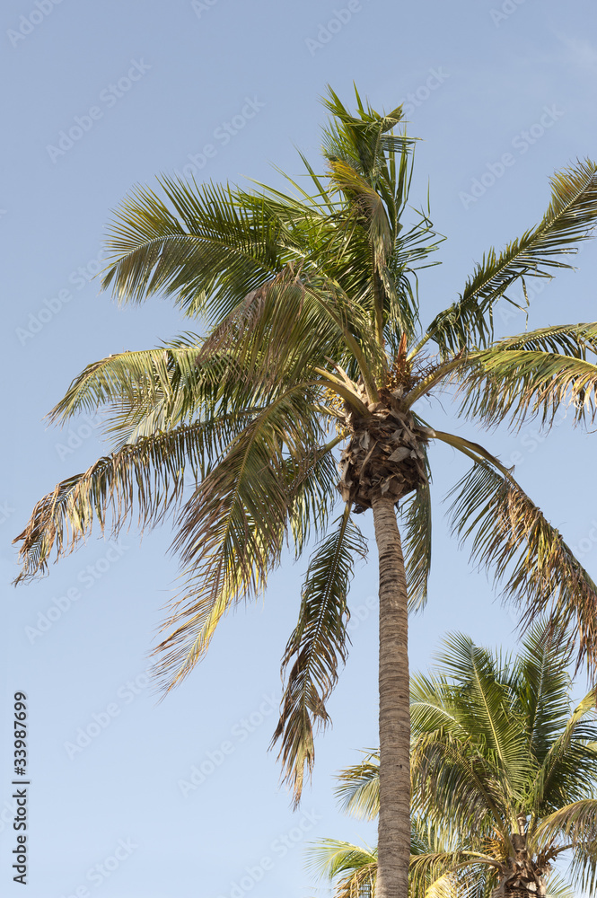looking up into a palm tree