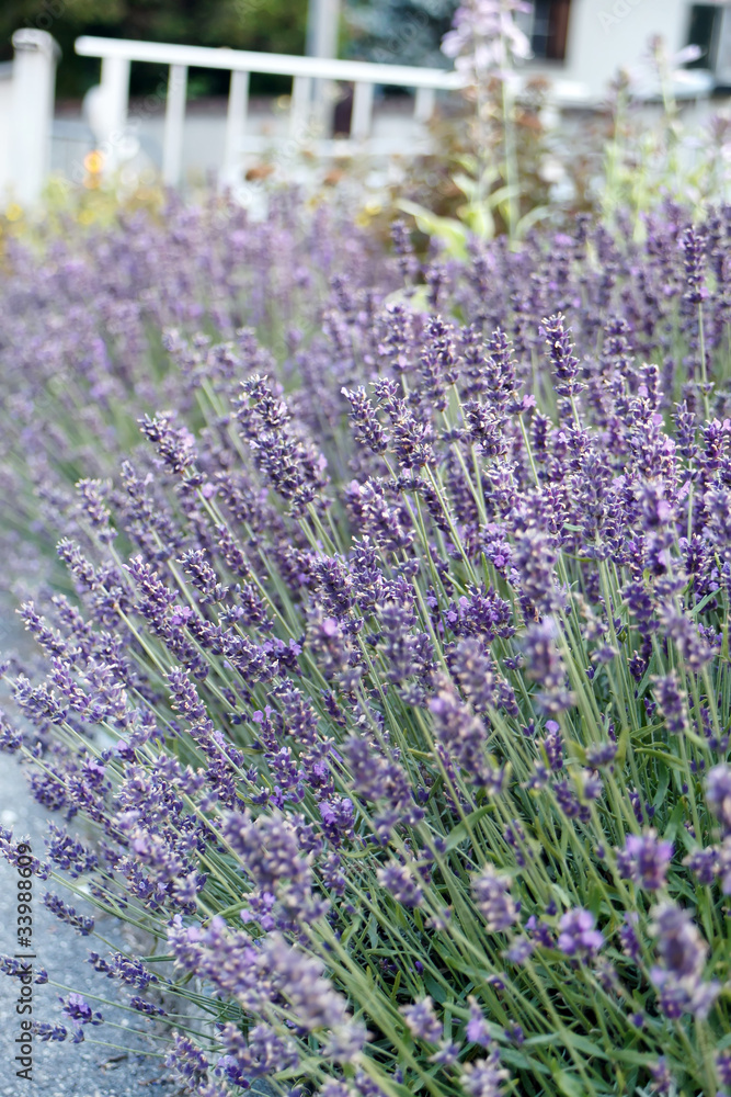 Lavender  in the summer