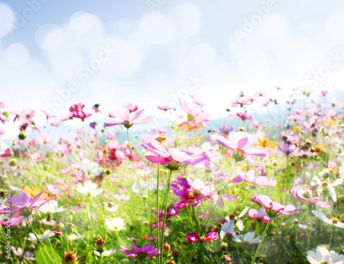 Beautiful flowers © violetkaipa