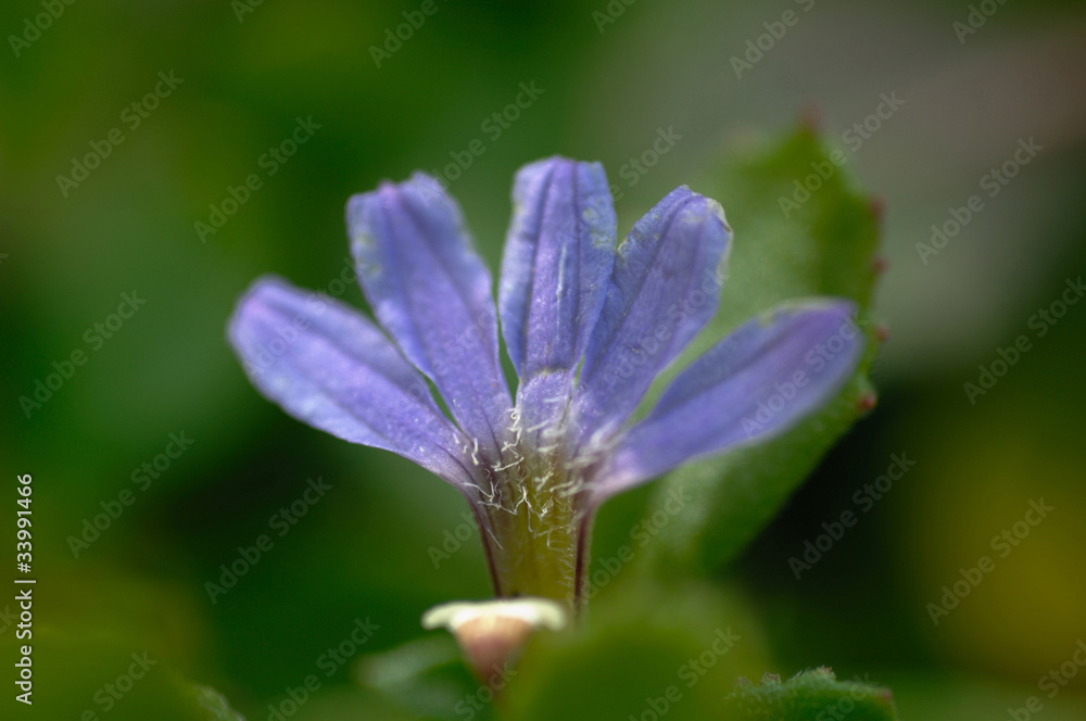 Obraz premium 花と植物