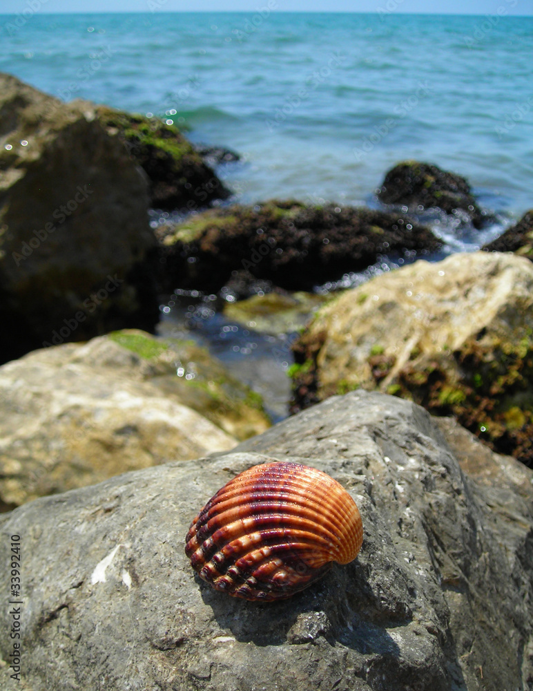 shell beach