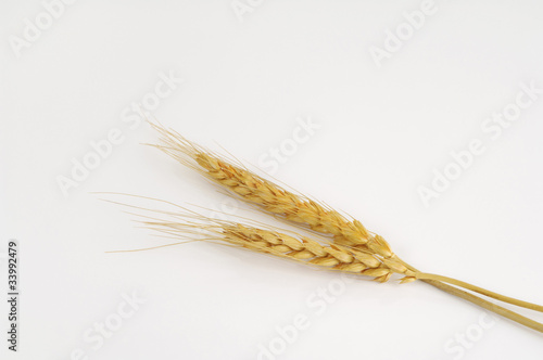 麦の穂