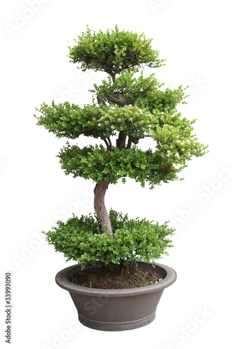 bonsai elm tree