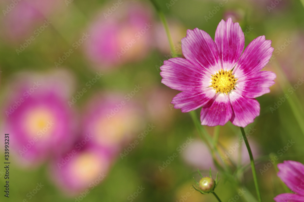 Fototapeta premium コスモス