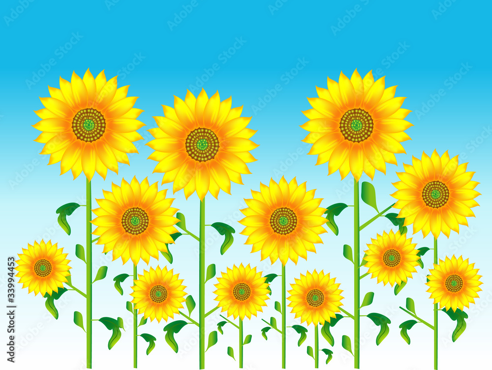 sunflower sunflower