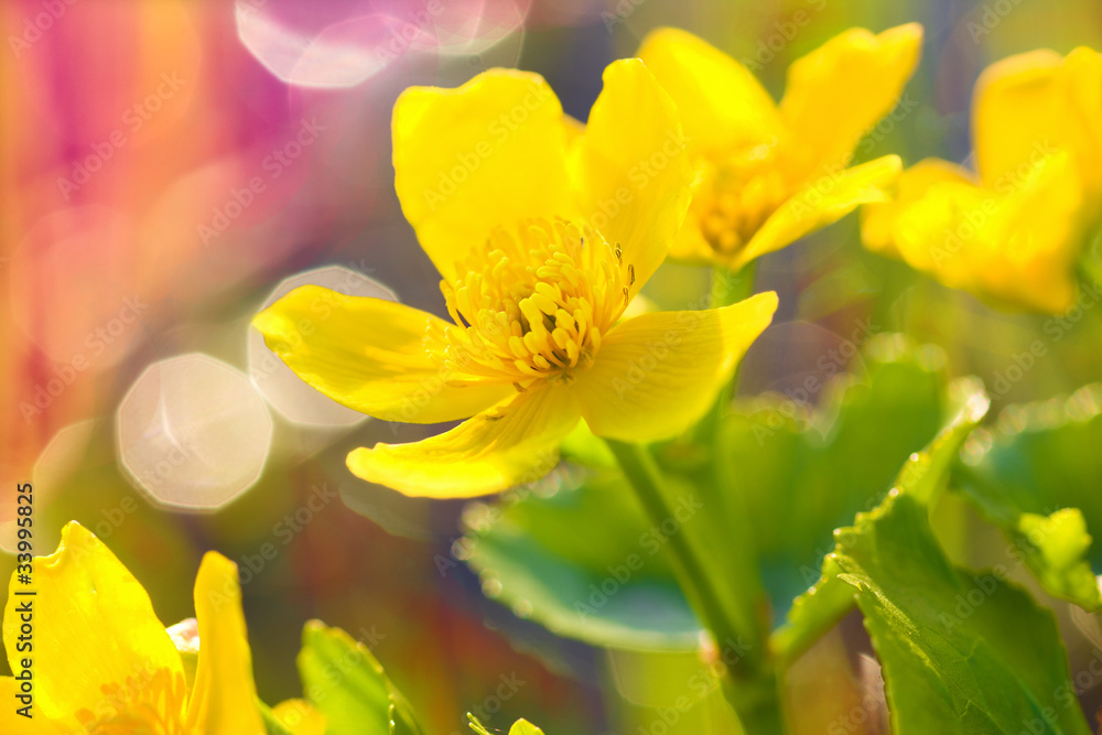 Charming yellow spring flowers Charming yellow spring flowers