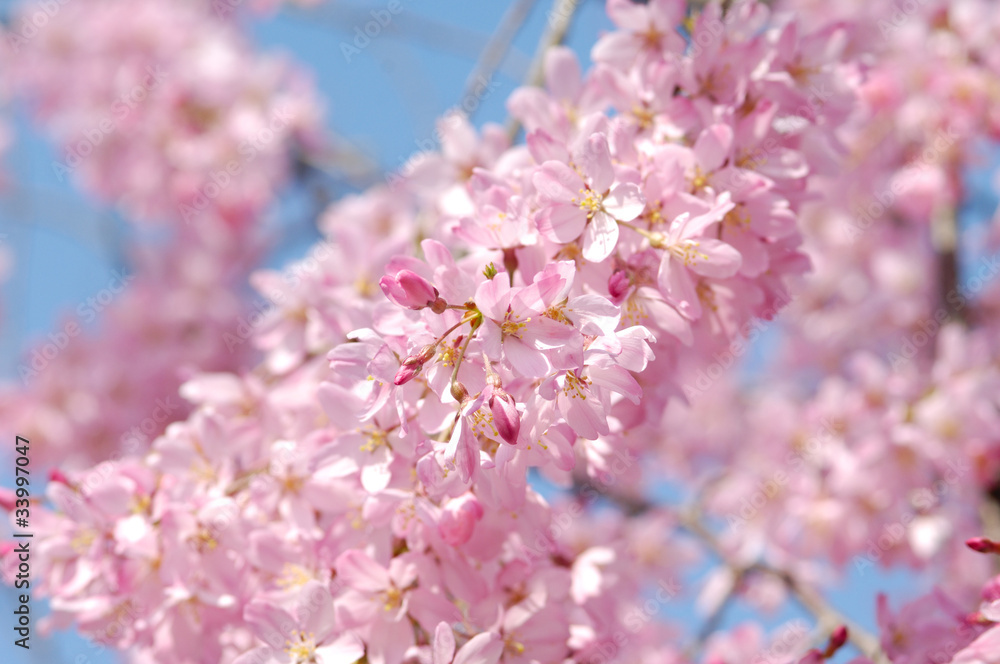 しだれ桜