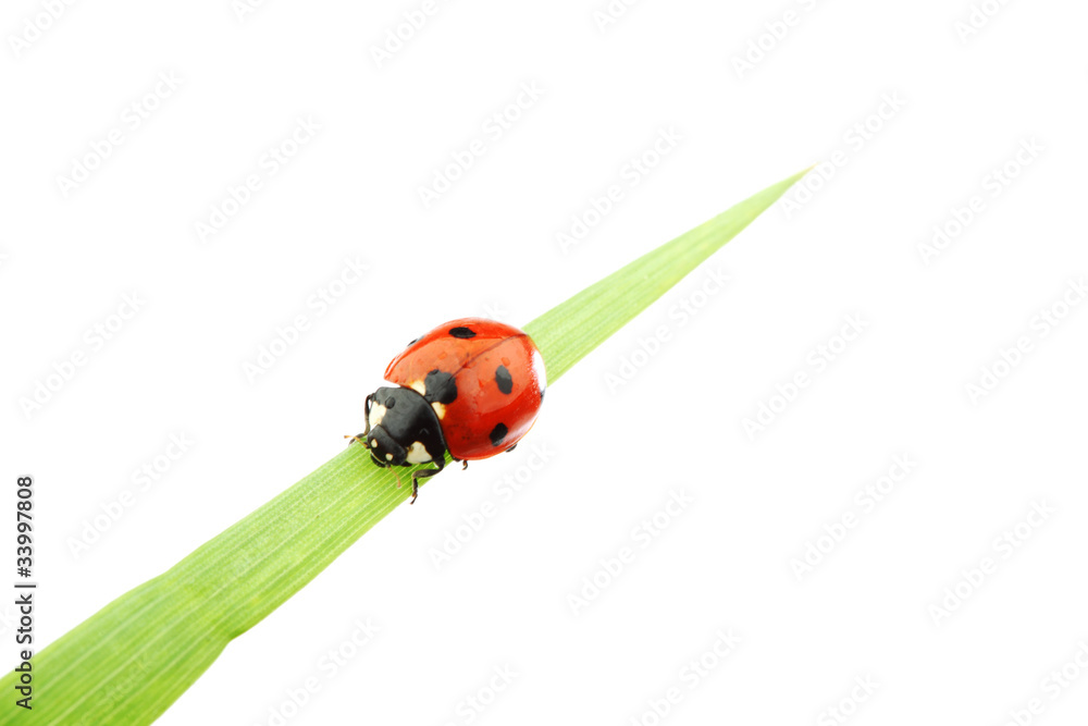 ladybug on grass