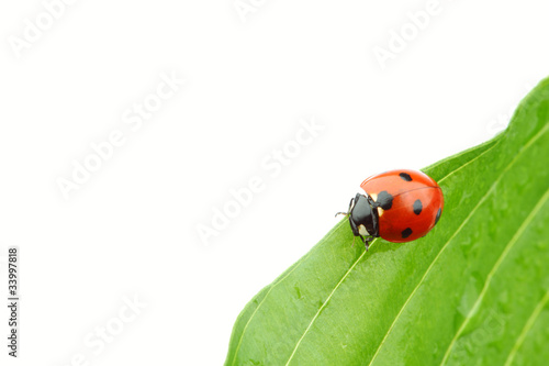 ladybug on leaf © yellowj