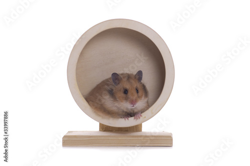 Alltagstrott, Hamster im Rad, Rut, in the hamster wheel