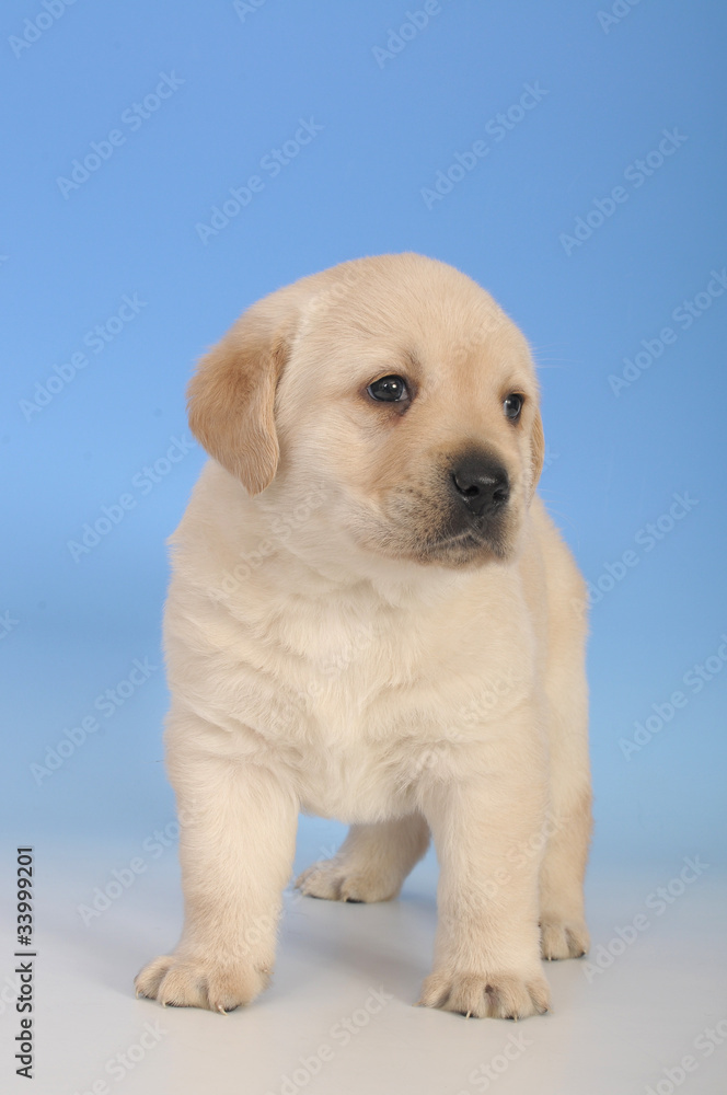 LABRADOR CUCCIOLO 60 GG.