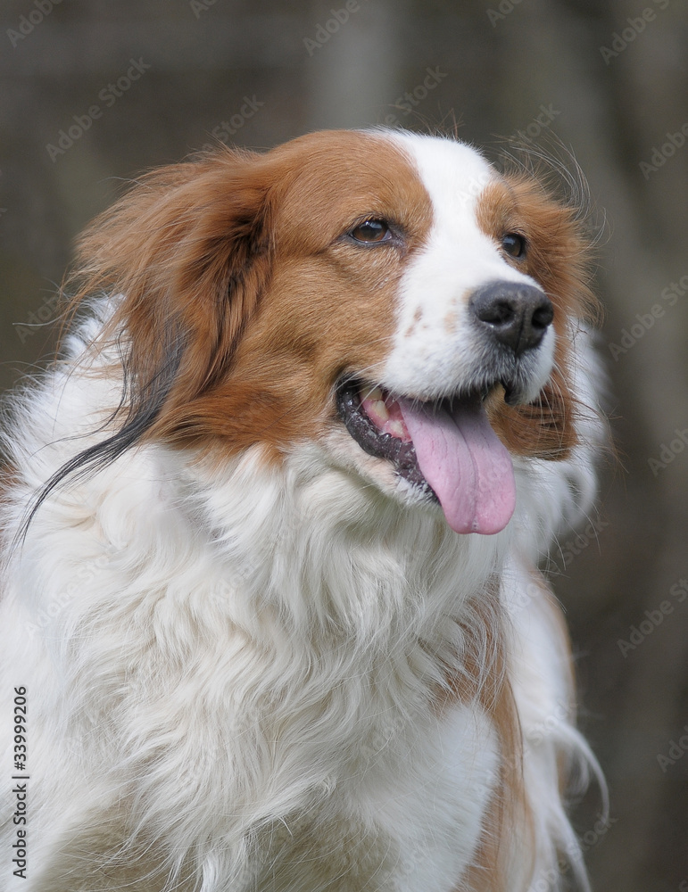 Fototapeta premium KOOIKERHOUNDJE