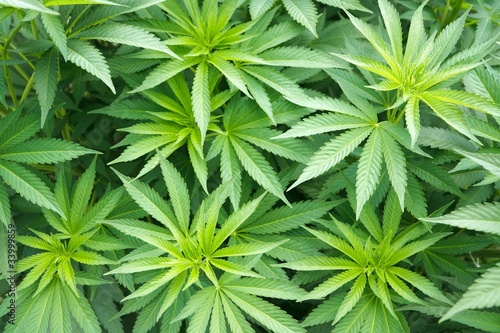 Marijuana cannabis plant
