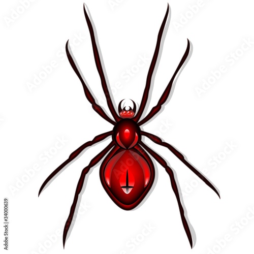 Ragno Vedova Nera-Spider Black Widow-Vector