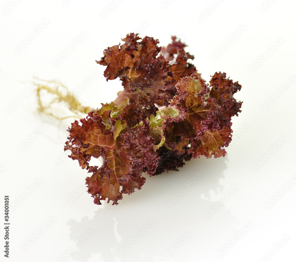 Fototapeta premium Red lettuce