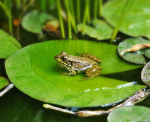 Wandcirkels Kikker Groene waterkikker in natuurlijke vijver  © SunnyS