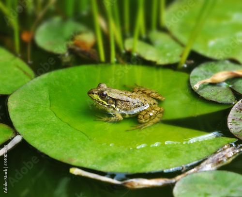 Photographie common water frog