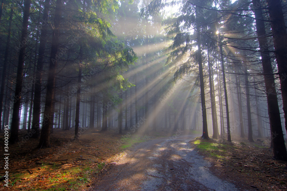 God beams - coniferous forest in fog