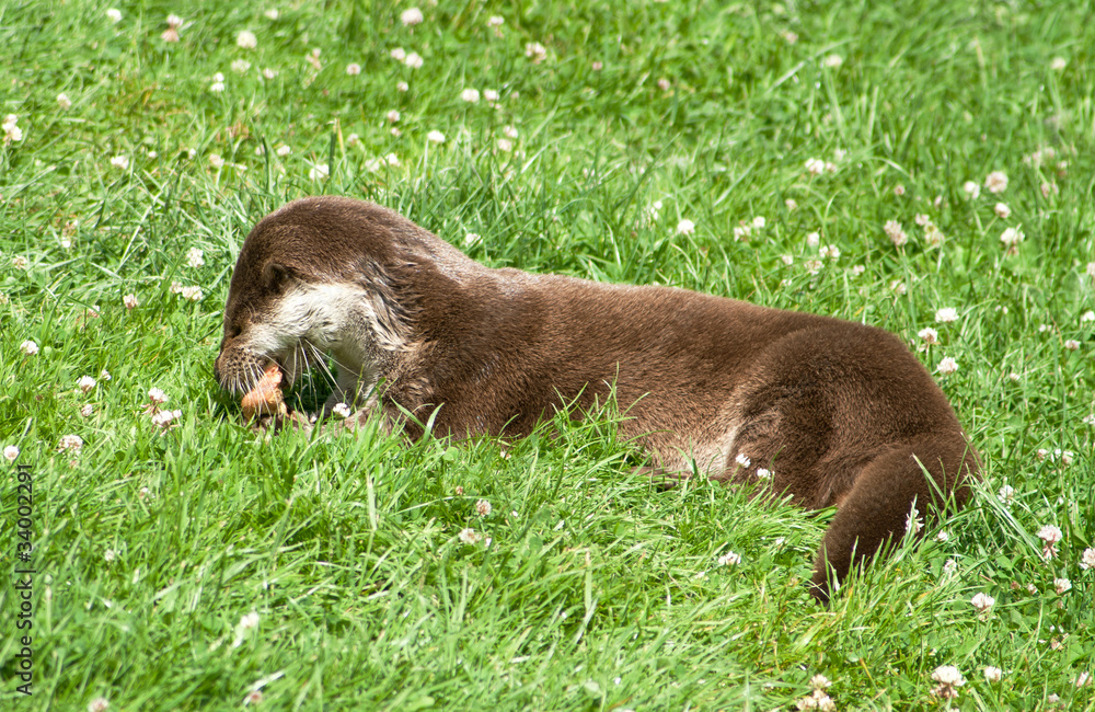 Foto Otter ashore devouring food