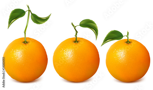 Set of vector fresh ripe oranges with leaves.